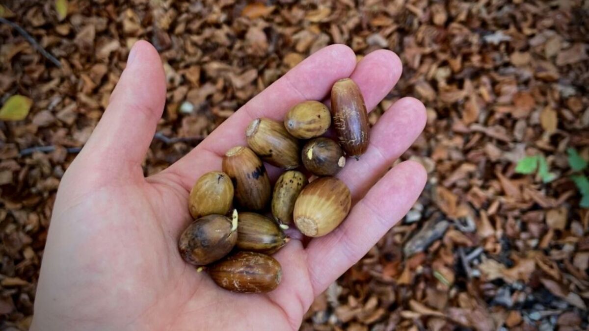 Eicheln könnten dir helfen, im Wald zu überleben. Du musst aber wissen, wie du sie korrekt zubereitest.