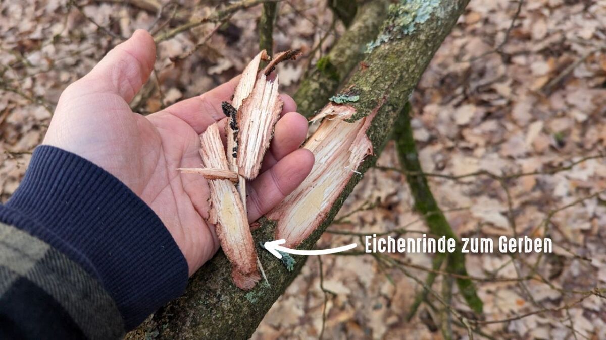 Natürlich gegerbt: Die Baumarten für selbstgemachtes Leder