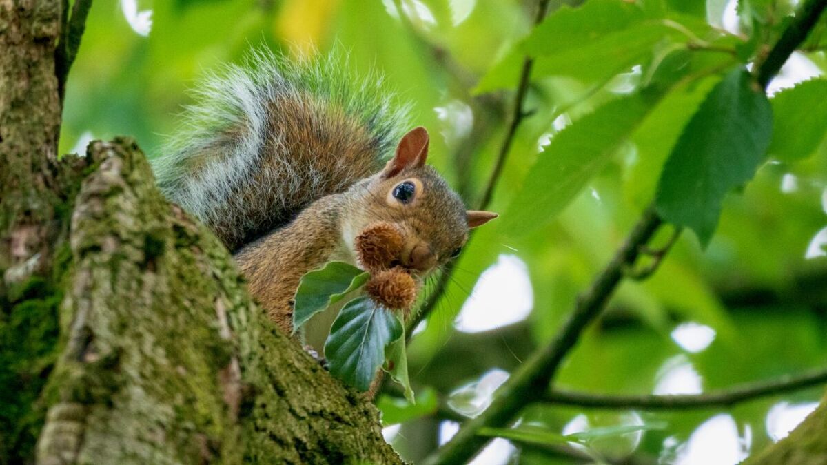 eichhoernchen mit bucheckern