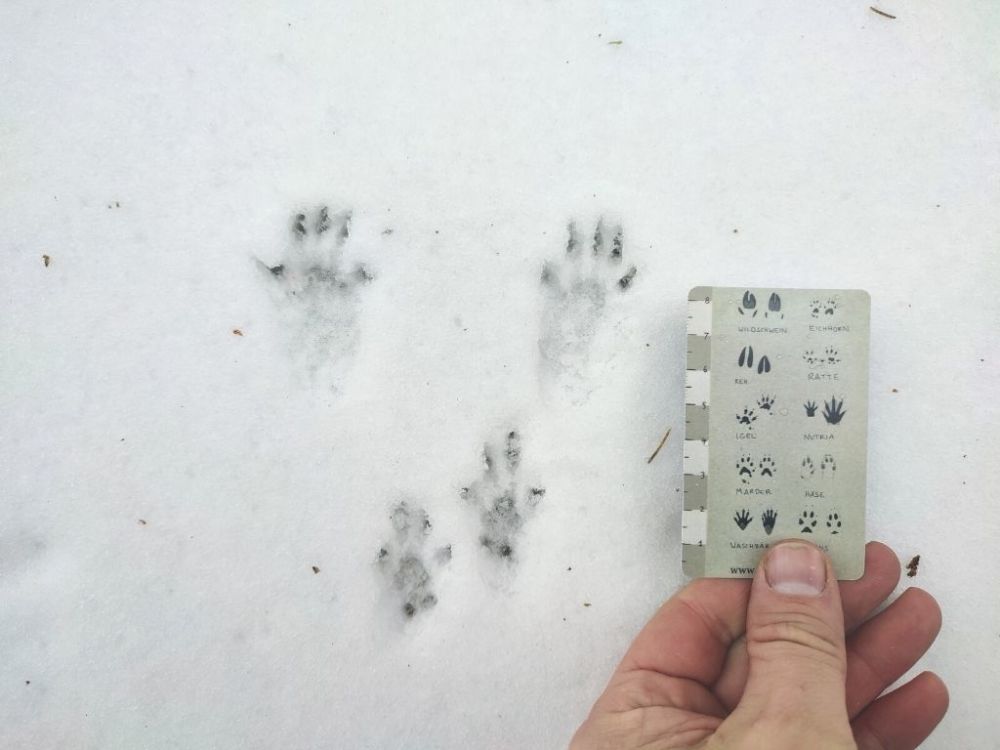 Eichhörnchen-Trittsiegel im Schnee