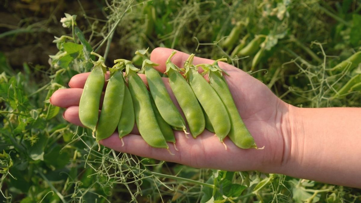 erbsen schoten