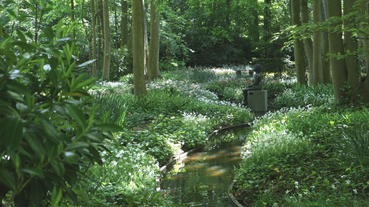 20 tolle Pflanzen für die Krautschicht im Waldgarten