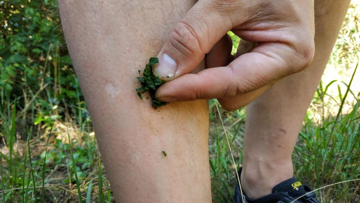 Plantain helps, for example, against mosquito bites.