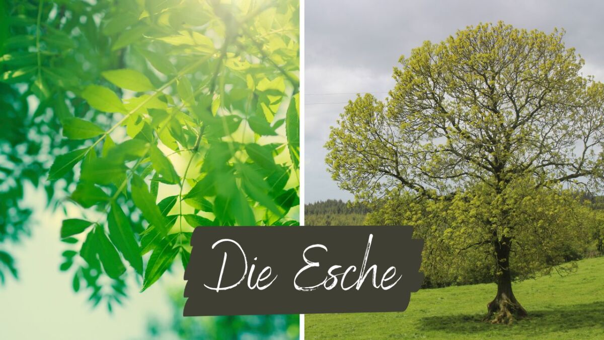 esche