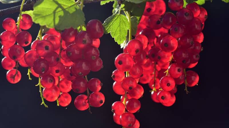 Edible berries