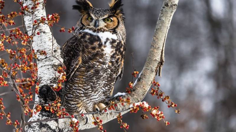 An owl can keep you awake longer at night