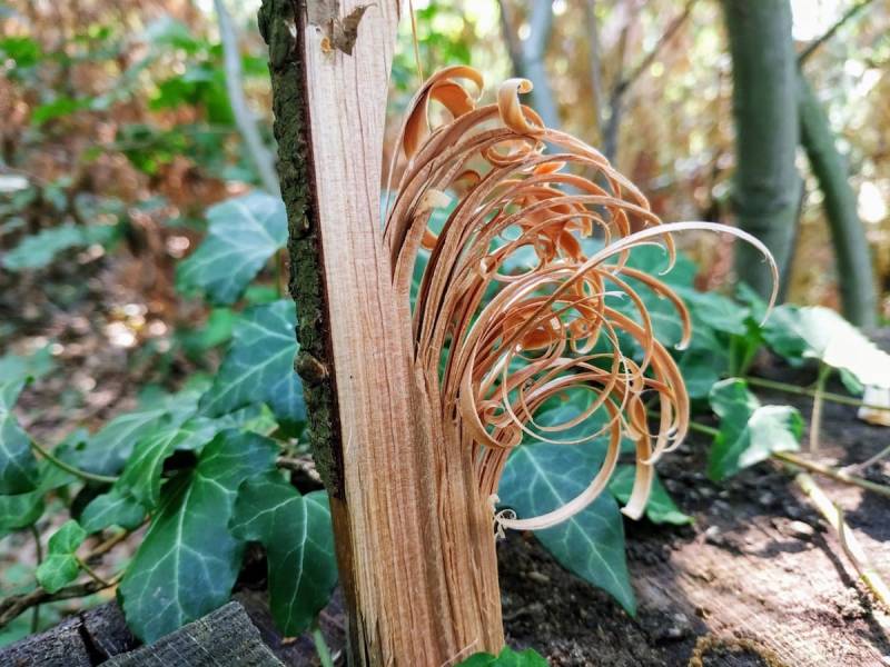 Feathersticks are thin, hair-like wooden sticks used in fire making. They are made from branches and serve as dry kindling to ignite the fire. They are an important technique in bushcrafting and survival training.