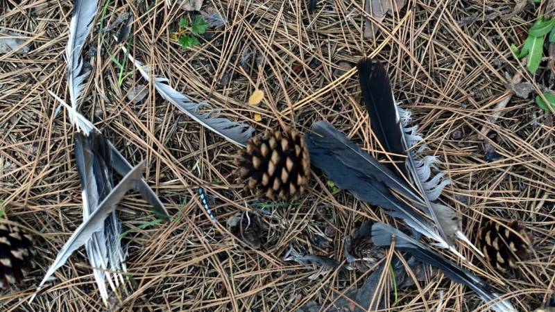 Feathers can also be a danger in the forest