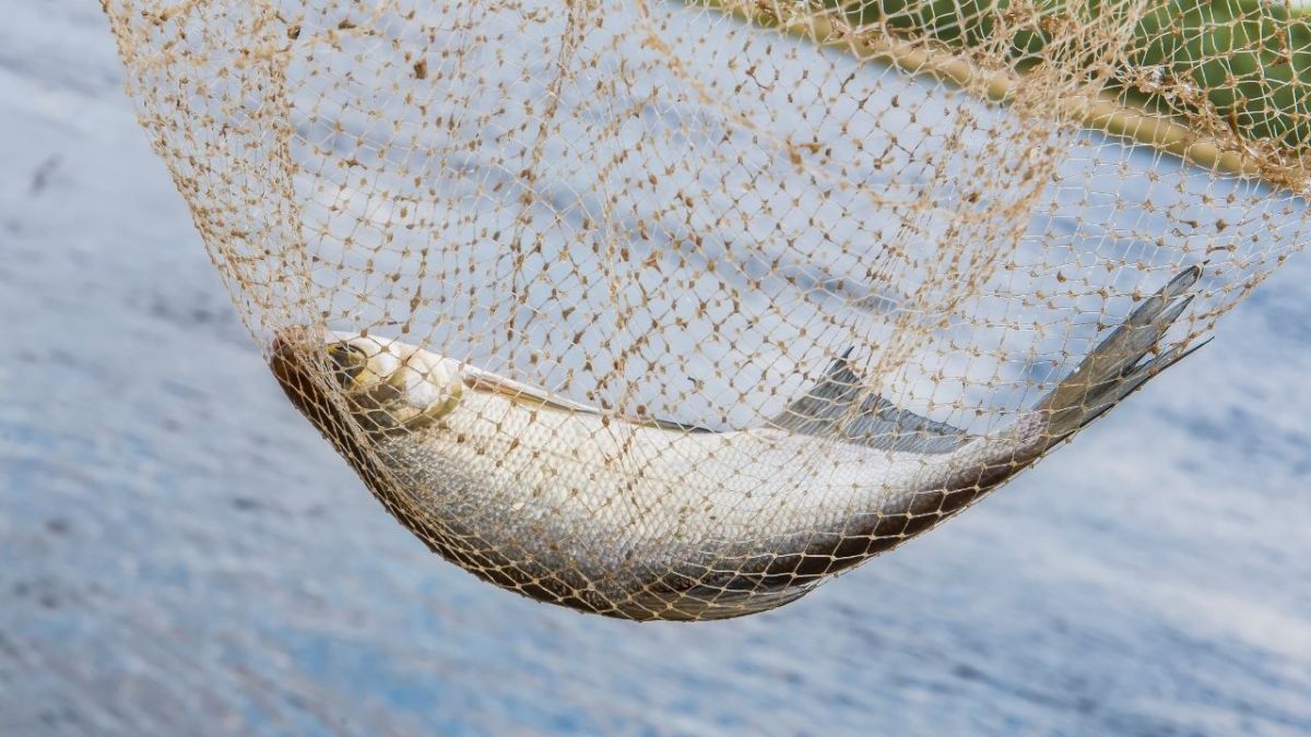 Catching Fish with DENTAL FLOSS on a MINI FISHING ROD! Survival Hack! 