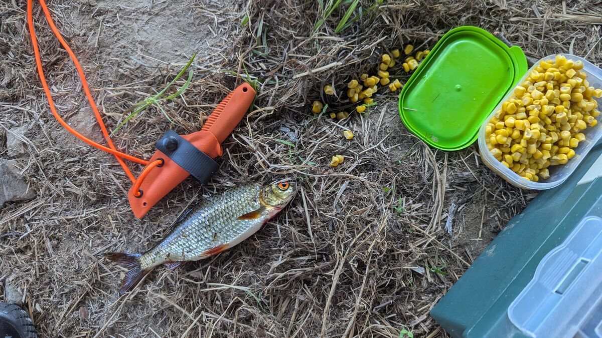 fisch gefangen angeln mit mais