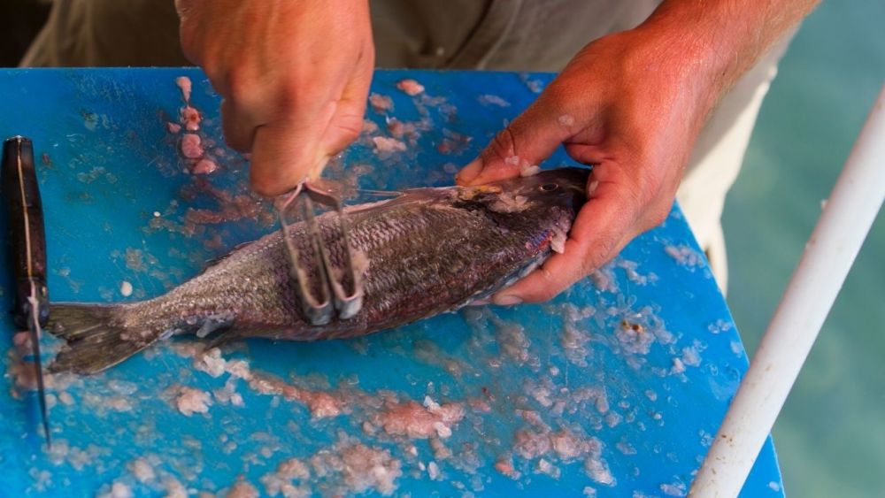 fisch vorberiten zubereiten