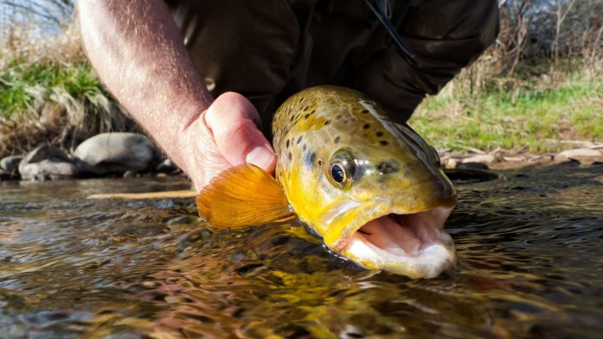 fische mit der hand fangen