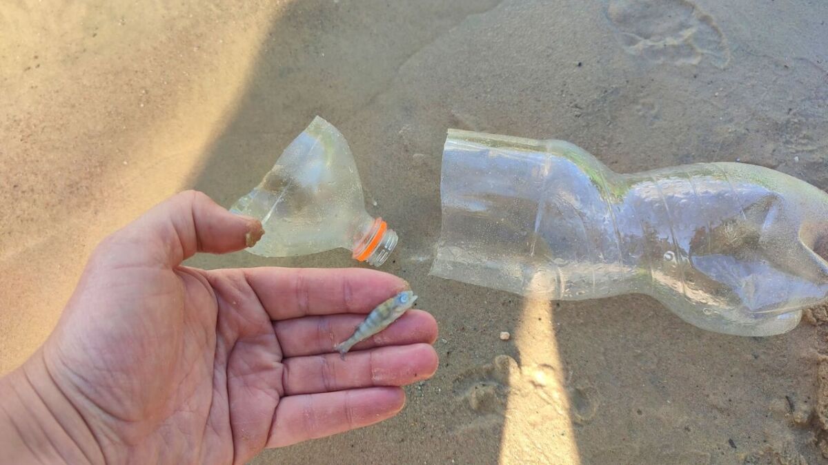 A fish trap for small fish made from a plastic bottle