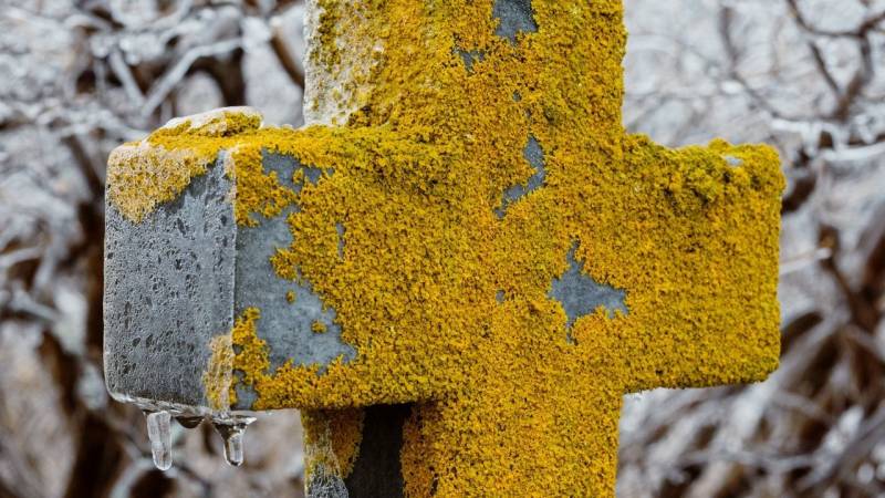 lichen on a gravestone