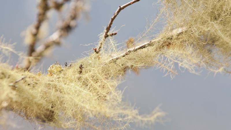 The Usnea lichen was fermented and then roasted