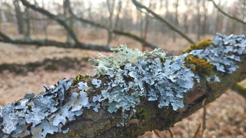 Lichens absorb water from the air