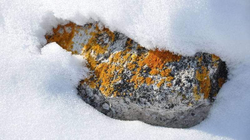 Low temperatures are not a problem for many lichens