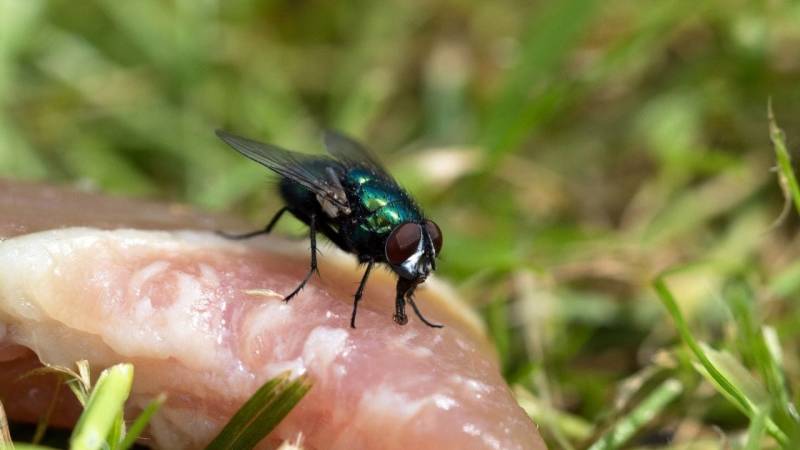 Siehst du schon Parasiten im Fleisch, dann lasse die Finger davon