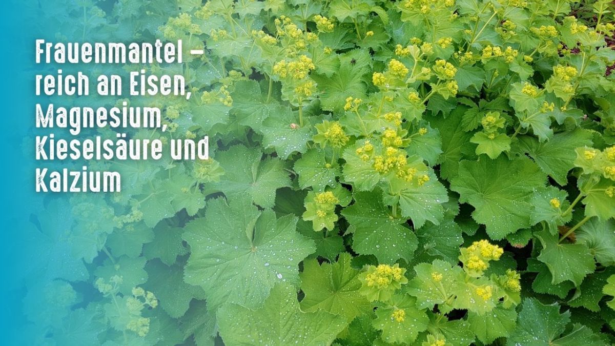 Lady's Mantle is found in temperate regions of Europe and North America. While the plant has many uses, some of the most popular include herbal tea, seasoning in dishes, or as a medicinal tonic.