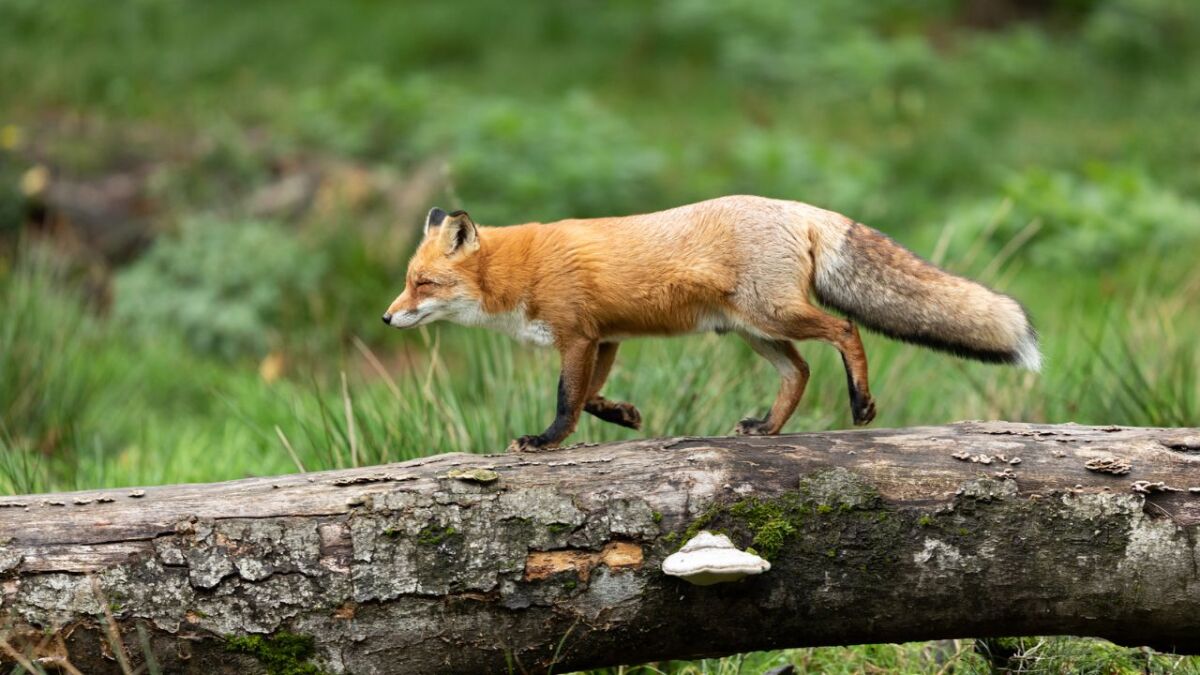 fuchs auf baumstamm