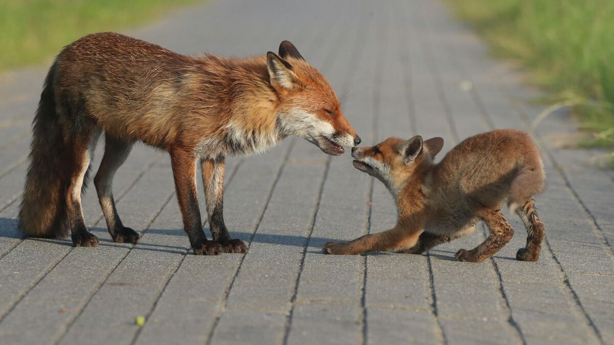 fuchs jungfuchs zaertlichkeit