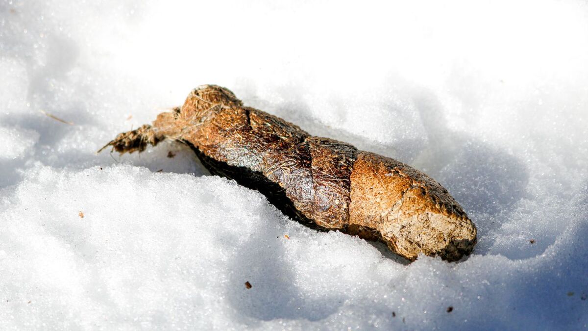 Fox scat in the snow