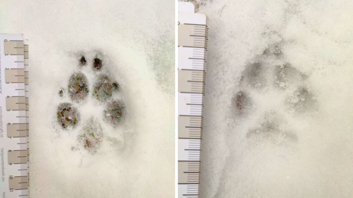 Fox footprints in the snow: hind foot and front foot