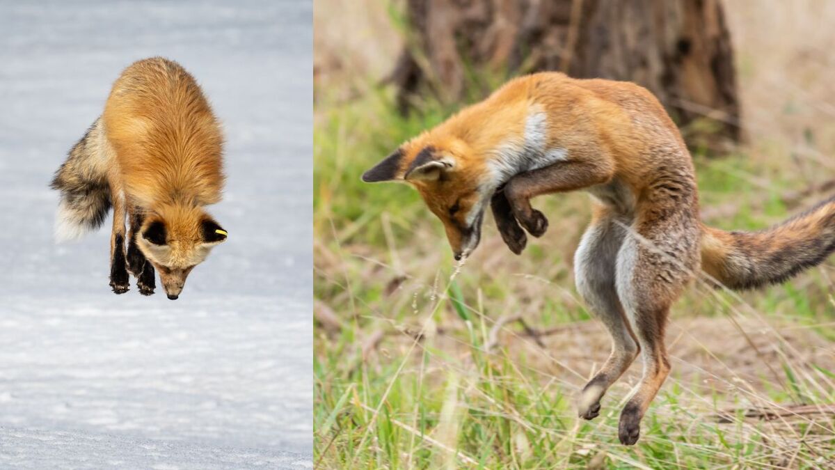 fuchssprung jagd