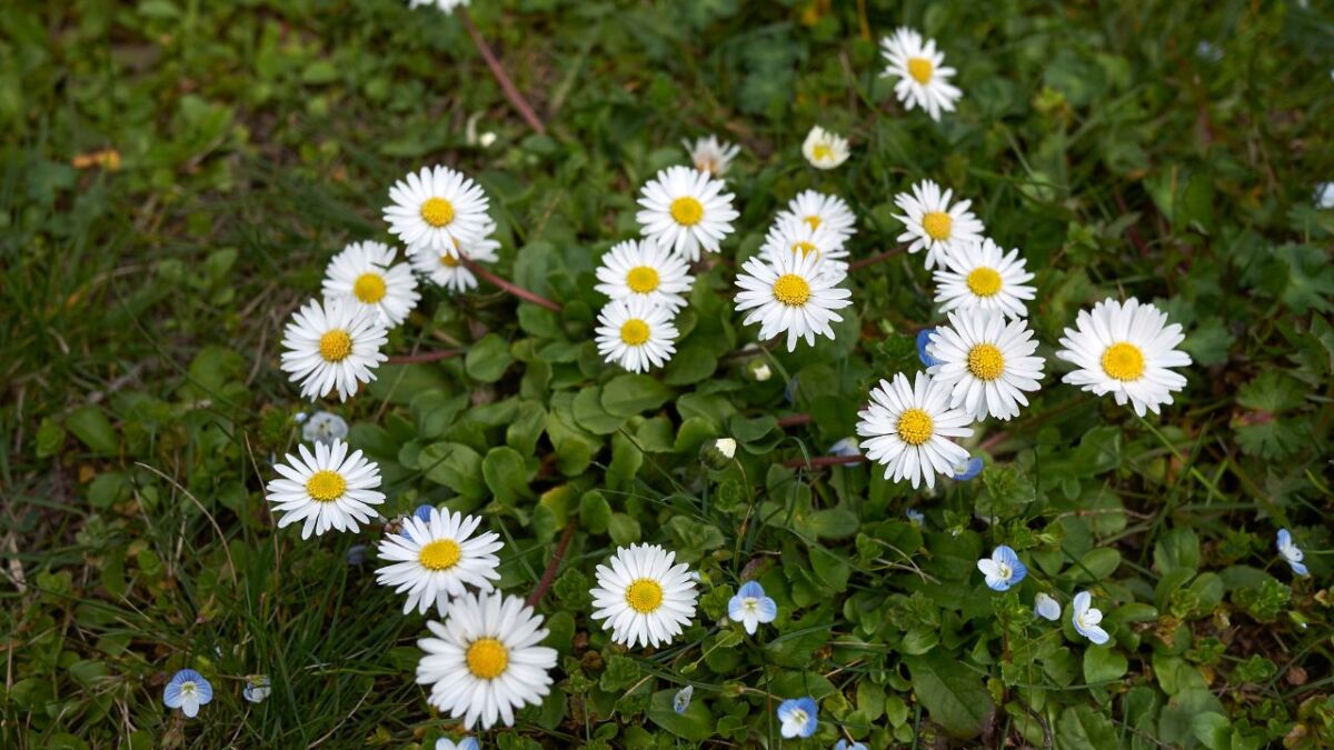 Versatile daisy – wild and medicinal plant of our native flora
