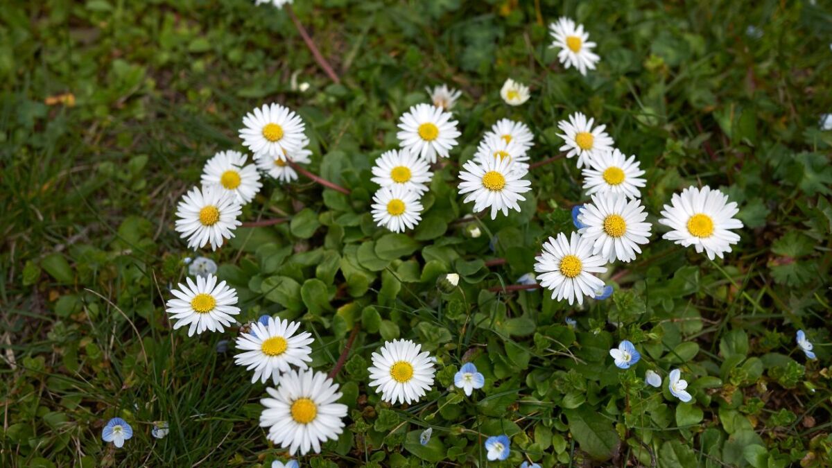 Heilpflanze Gänseblümchen im Steckbrief (essbar und lecker)