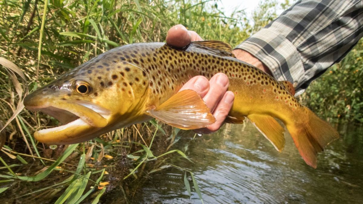 Forellen lassen sich gut durch Spinnfischen fangen