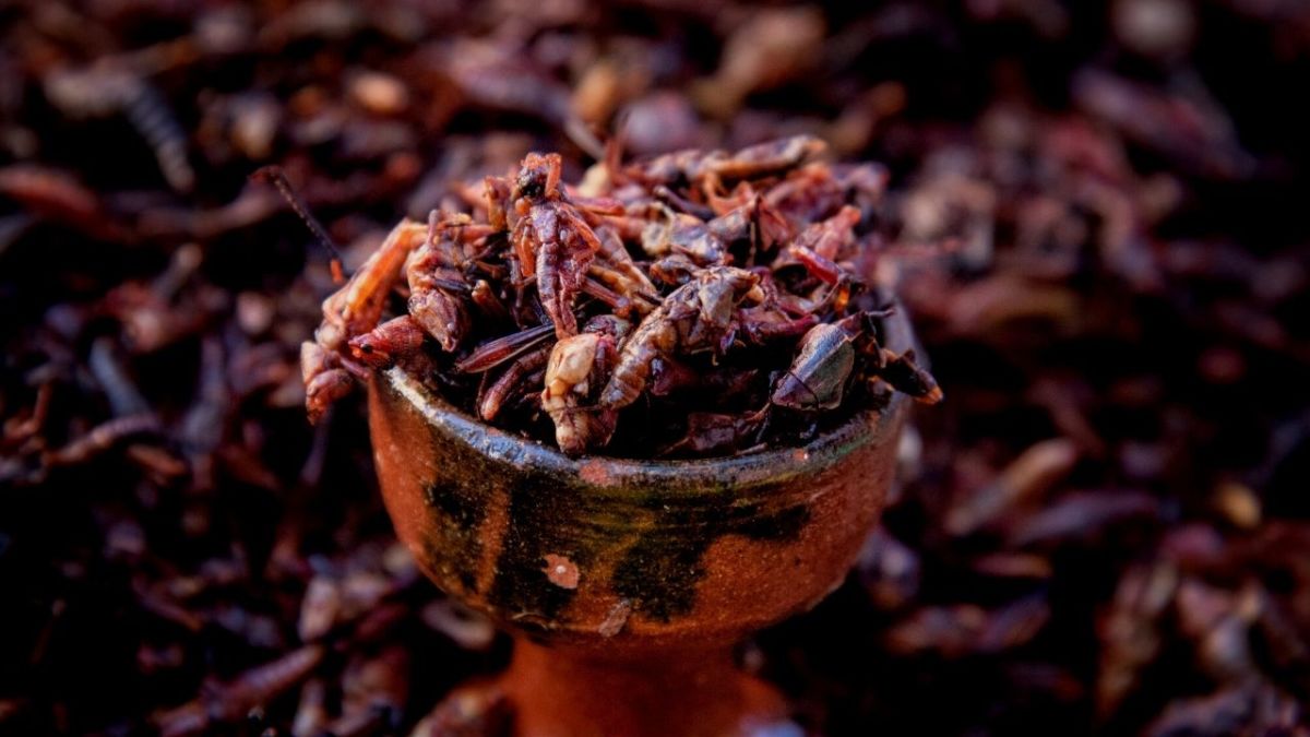 Insect eating is part of everyday life in some countries