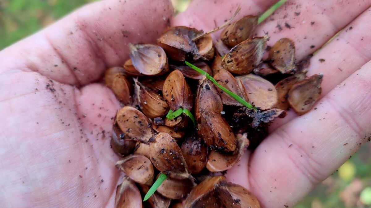 Collected beech nuts for further processing