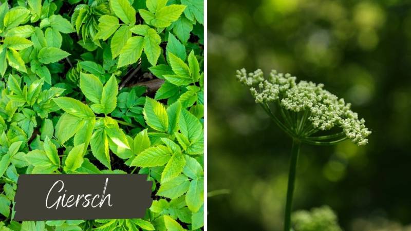 Ground elder looks good in salad