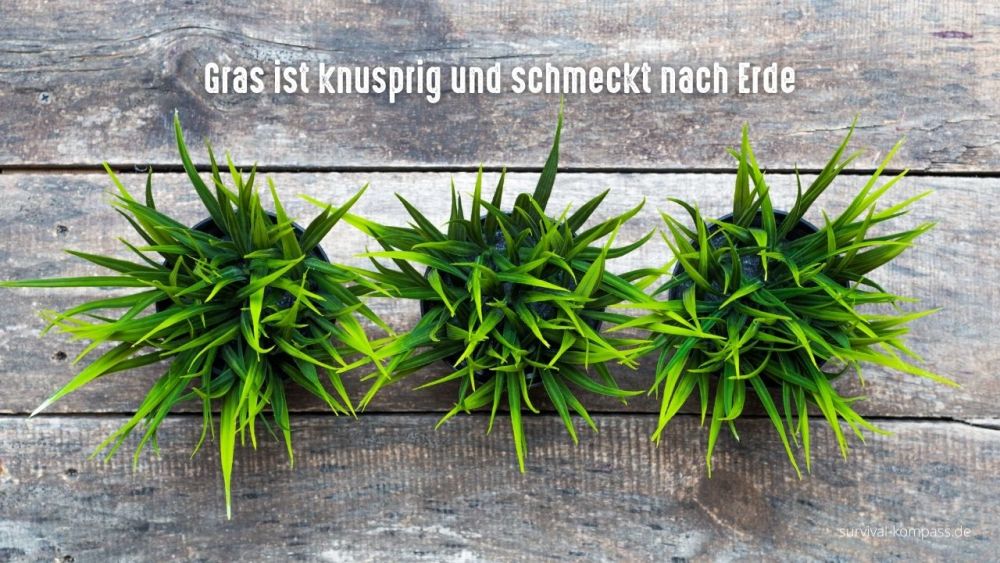 gras schmeckt nach erde