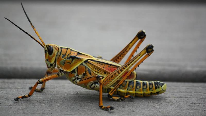 Grasshoppers and locusts can be safely incorporated into your diet