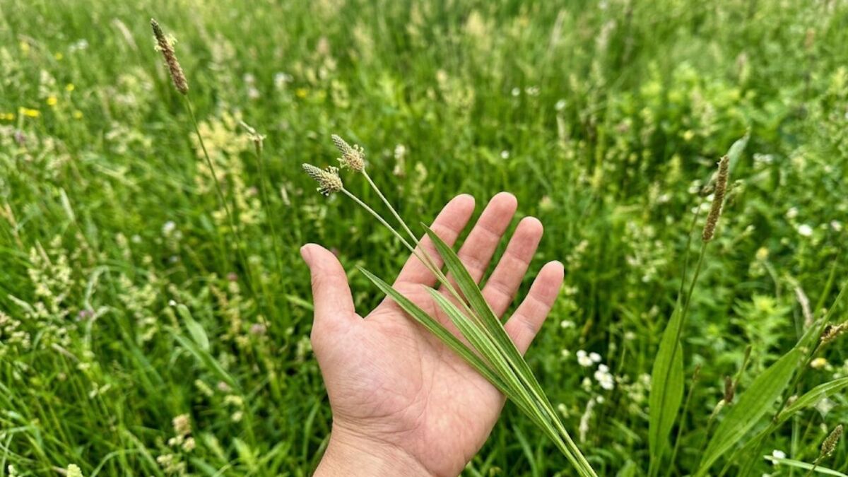 7 Wildpflanzen im Juli sammeln: Der Erntekalender gruener wegerich hand feld