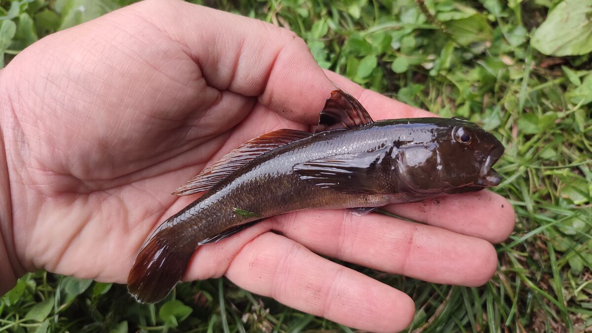 A goby - from 5 pieces it is worth a meal (completely flour and into the hot oil)