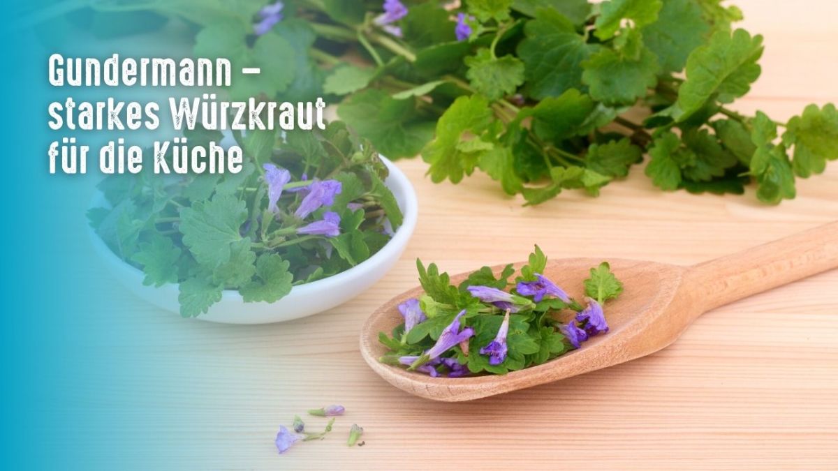 The ground ivy is a perennial herb that occurs in Europe, Asia, and North America. It belongs to the ivy family and is related to English ivy.