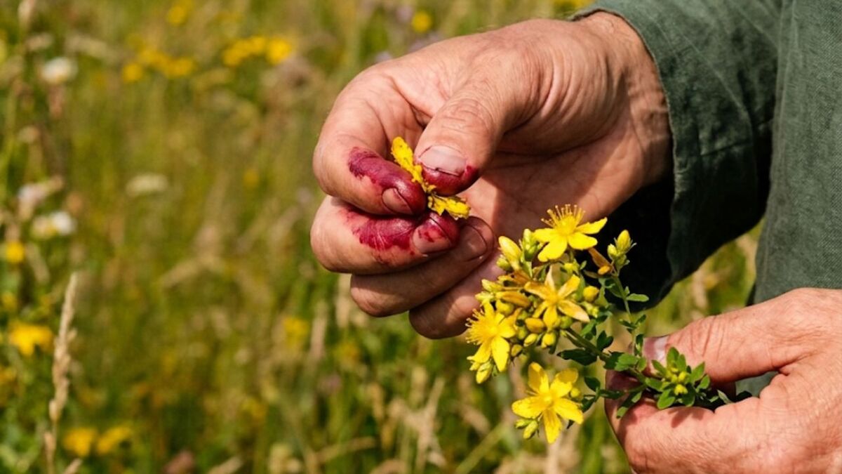 7 Wildpflanzen im Juli sammeln: Der Erntekalender haende johanniskraut gelb rot feld
