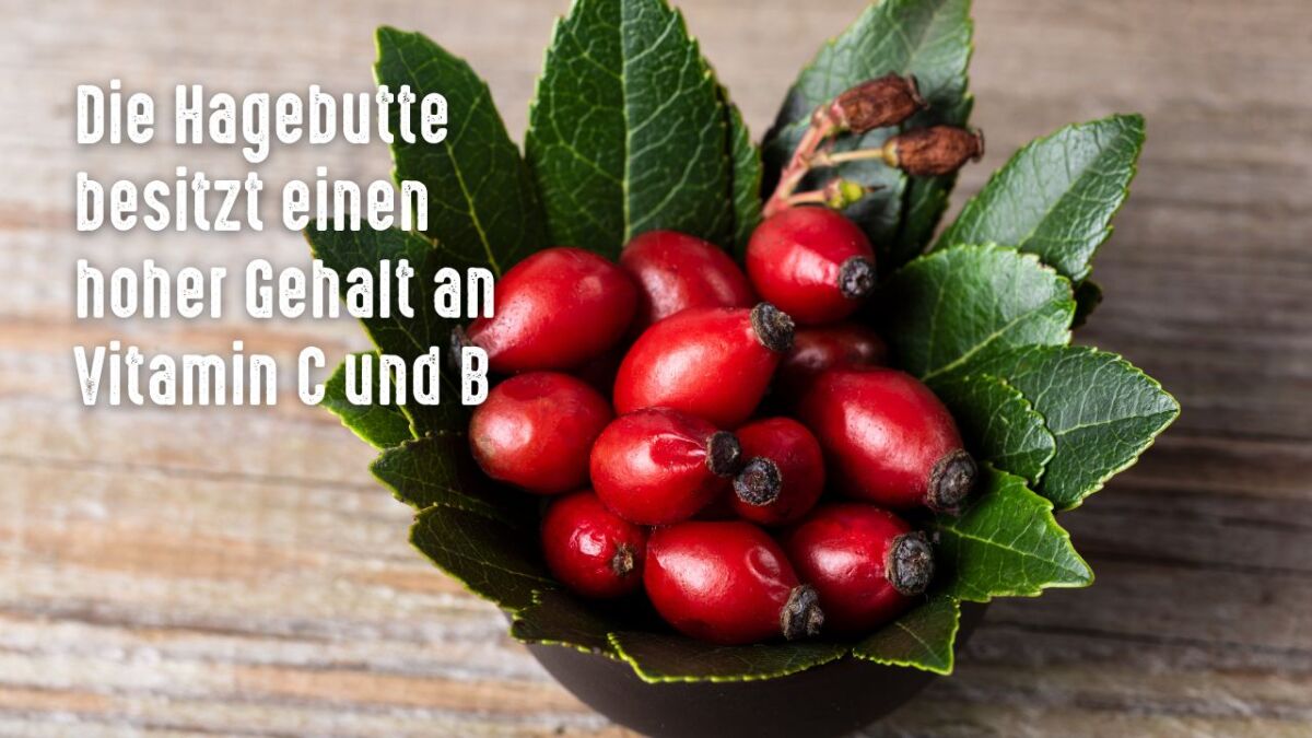 hagebutte hoher vitamin c und b gehalt