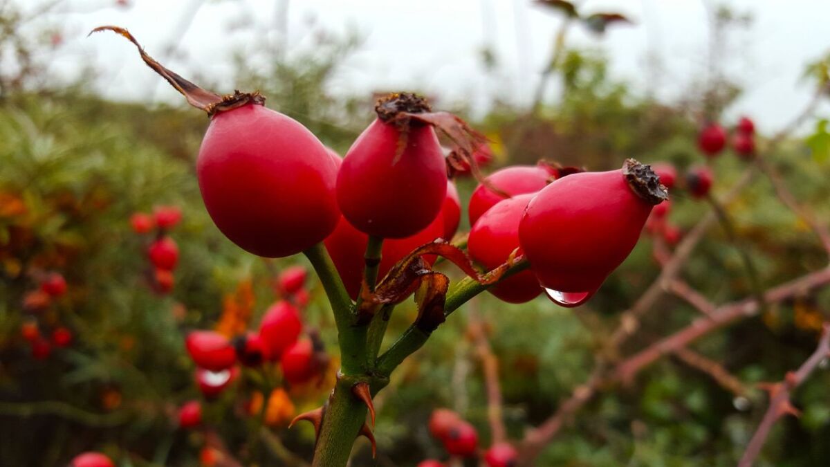The rose hip in portrait – medicinal plant and wild herb
