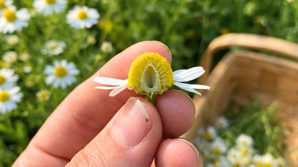 7 Wildpflanzen im Juli sammeln: Der Erntekalender halbierte kamille hohl hand