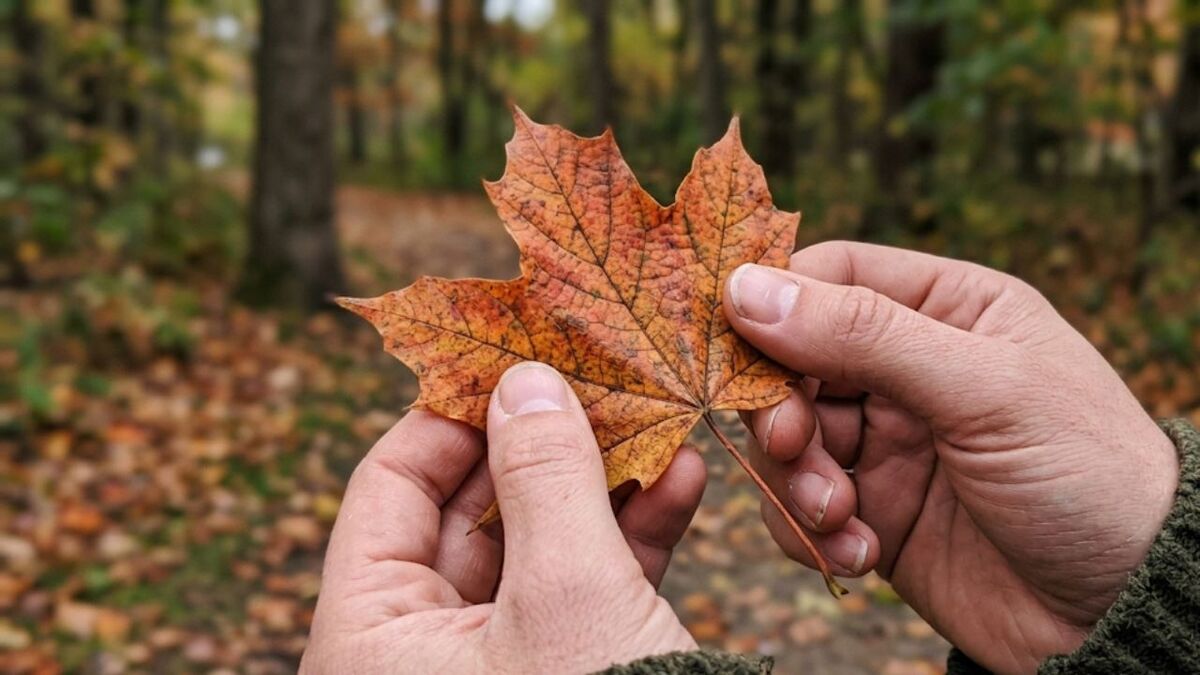 hand haelt blatt schoenheit detail