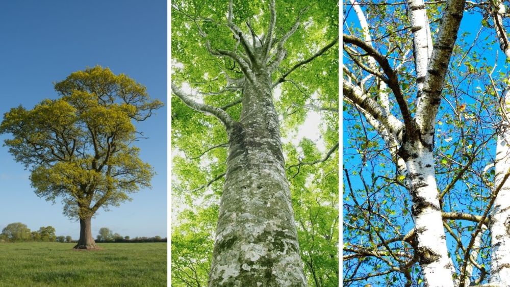 Hardwoods are a family of trees that are particularly good as fuel for fires. They burn hot and long and are great for cooking. They can be used in fireplaces, outdoor fire pits, wood stoves or campfires. From left to right in the picture: Oak, beech, birch.