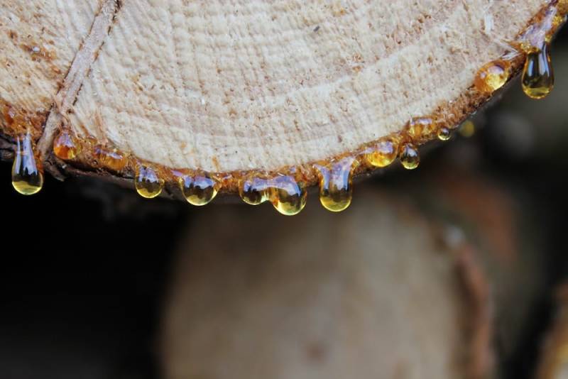 Resin dripping from a tree trunk
