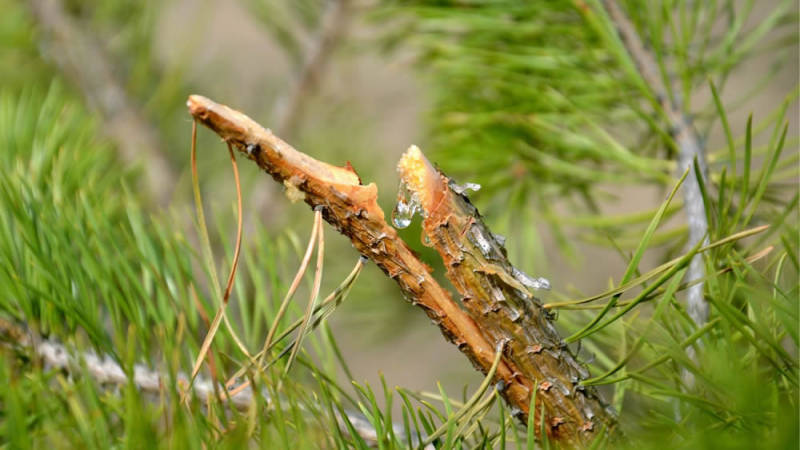 Harz tritt aus dem Holz aus