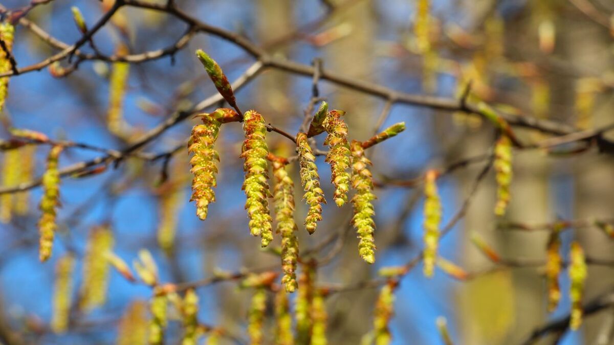 Hasel (Corylus avellana): Dein Bushcraft-Alleskönner hasel 1