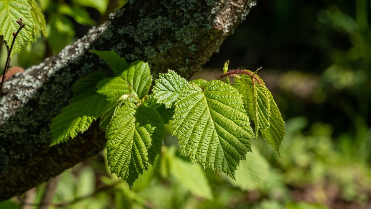 Hasel (Corylus avellana): Dein Bushcraft-Alleskönner hasel 2