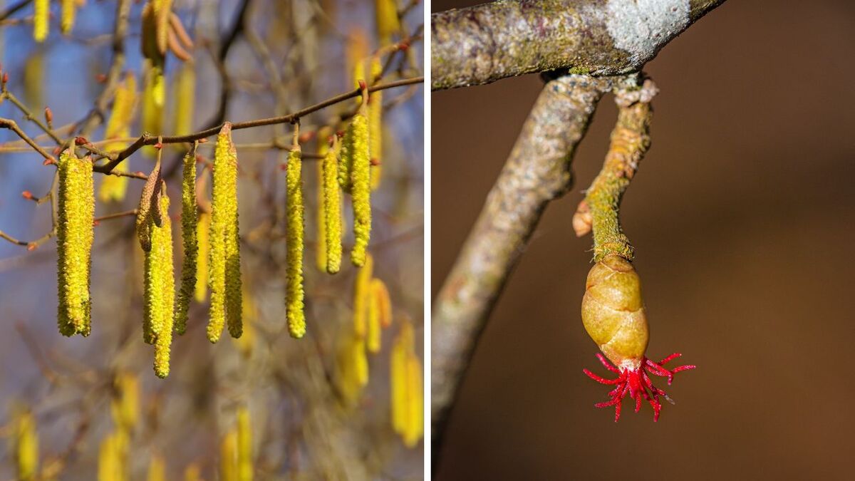 Hasel (Corylus avellana): Dein Bushcraft-Alleskönner hasel 4